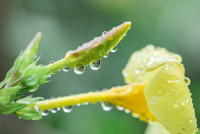 Close-up of wet plant during rainy season