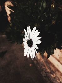 Close-up of white flower blooming outdoors