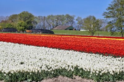 View of red tulip flowers on field against sky