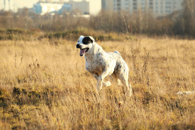 Dog running in field