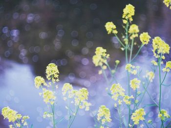 Close-up of yellow flowering plant