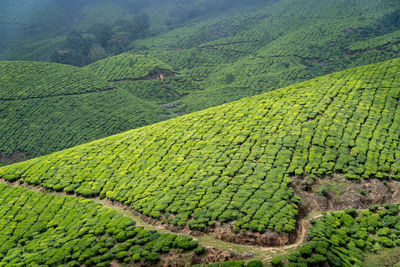 Scenic view of agricultural field