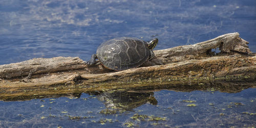 Close-up of turtle on lake