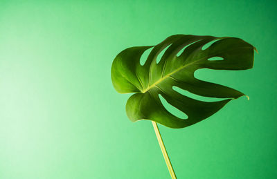 Close-up of leaf against blue background