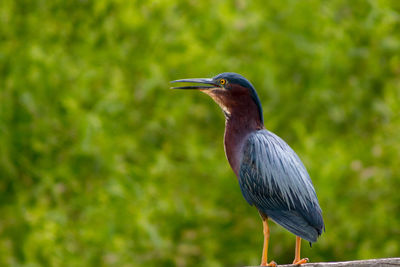 High angle view of gray heron perching