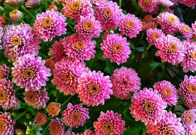 High angle view of pink flowering plants