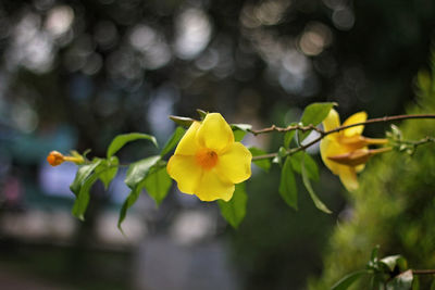 Close-up of yellow flowering plant