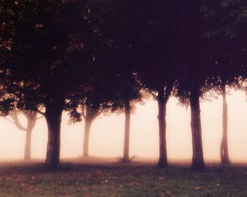 Trees in forest