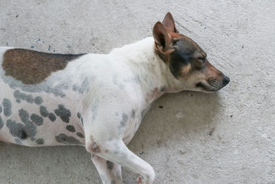 High angle view of dog relaxing on floor