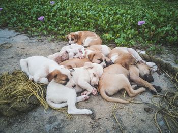 Dog puppies sleeping together in park