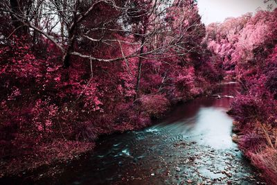 River amidst trees in forest during autumn