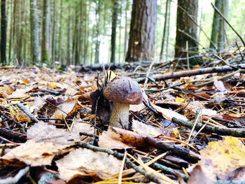 Close-up of mushroom growing in forest
