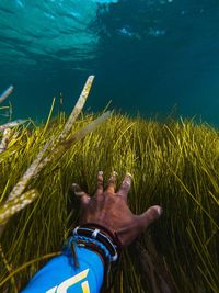 Cropped hand touching plants in sea