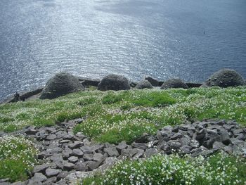 Plants growing on rocks by sea