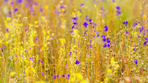 Close-up of purple flowering plants on field