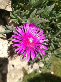 Close-up of pink flower