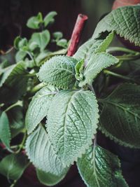 Close-up of fresh green leaves