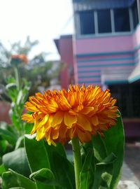 Close-up of flowers blooming outdoors