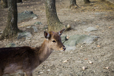 Deer standing in a field