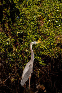 Bird perching on a tree