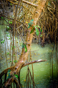 Close-up of tree by lake