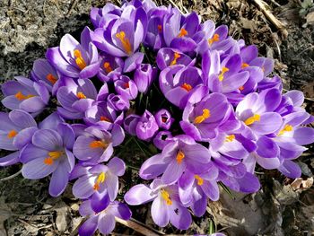 Close-up of purple flowers blooming outdoors
