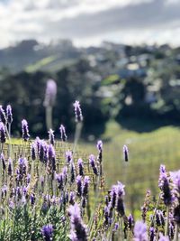 Close-up of purple flowering plants on field