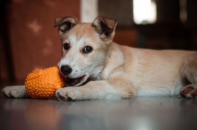 Close-up portrait of a dog resting