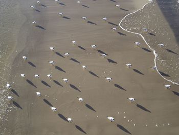 High angle view of birds flying at beach