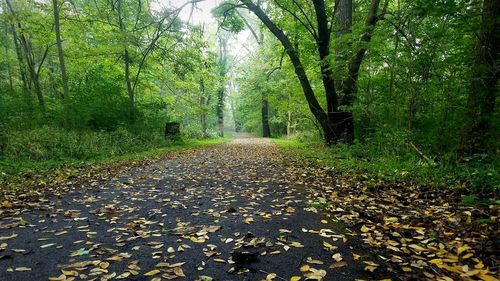 Road amidst trees during autumn