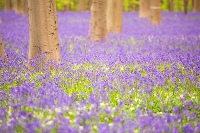 Close-up of purple flowering plants on field