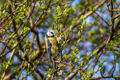 Low angle view of bird perching on tree