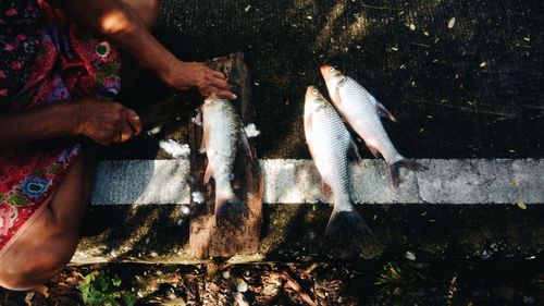 High angle view of people fish in water