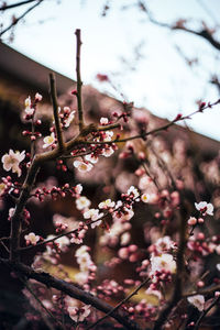 Close-up of pink cherry blossom