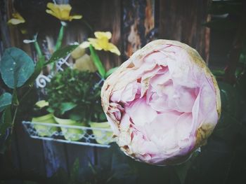 Macro shot of pink flower