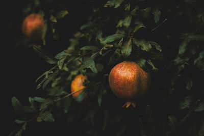 Close-up of apples growing on plant