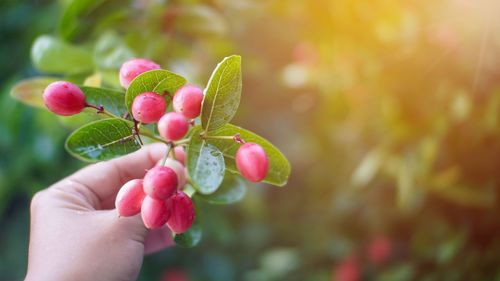 Close-up of hand holding fruit