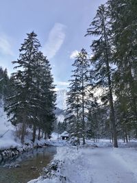 Snow covered pine trees in forest against sky