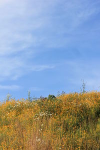 Yellow flowers growing in field