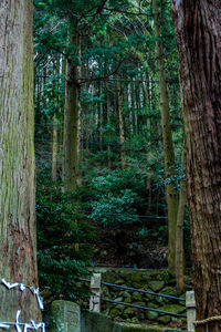 Trees in forest