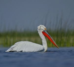 View of pelican on lake