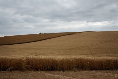 Scenic view of agricultural field against sky