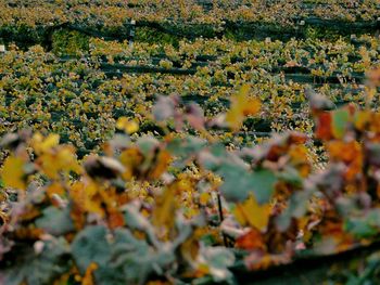 Full frame shot of flowers blooming in park