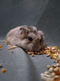 Close-up of squirrel eating food