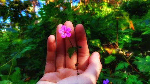 Close-up of hand holding pink flowering plant