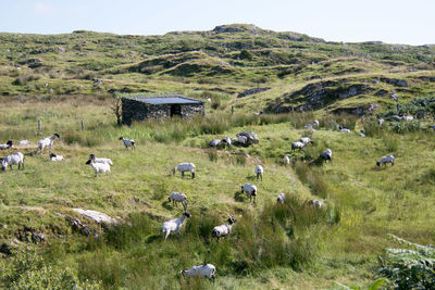 Flock of sheep on grassy field