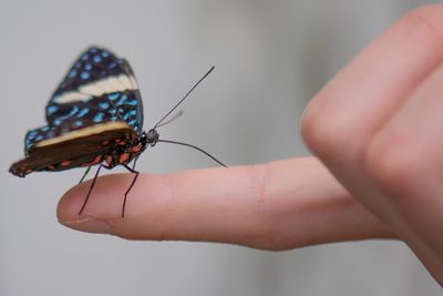 Close-up of cropped hand holding butterfly