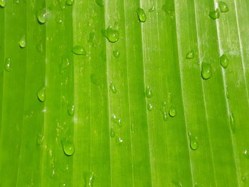 Close-up of wet green leaves