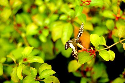 Close-up of butterfly pollinating on flower