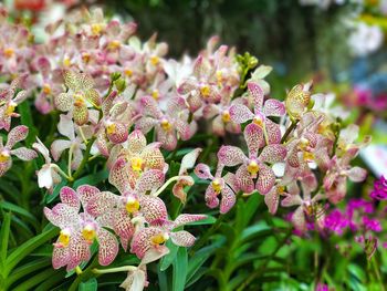 Close-up of flowers blooming outdoors